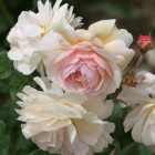 jardin_damadelasrosas_107 jardin_damadelasrosas_107